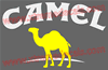 2 Colour Camel Decal